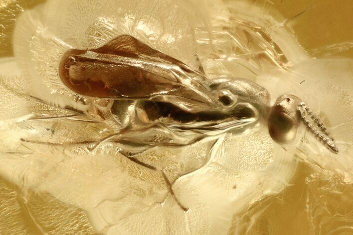 Detailed Fossil Wasp (Torymidae) In Baltic Amber #273311